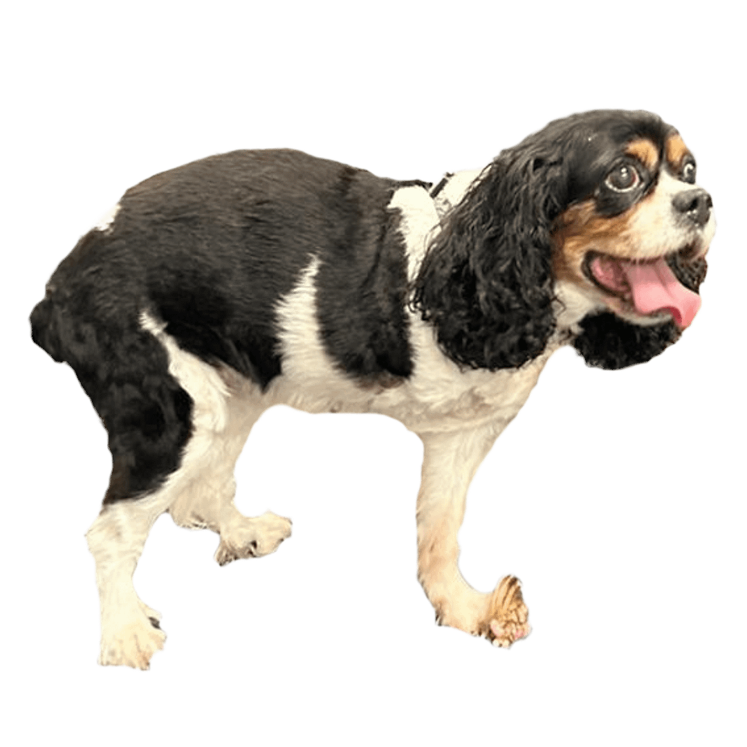 Lulu's amputation case