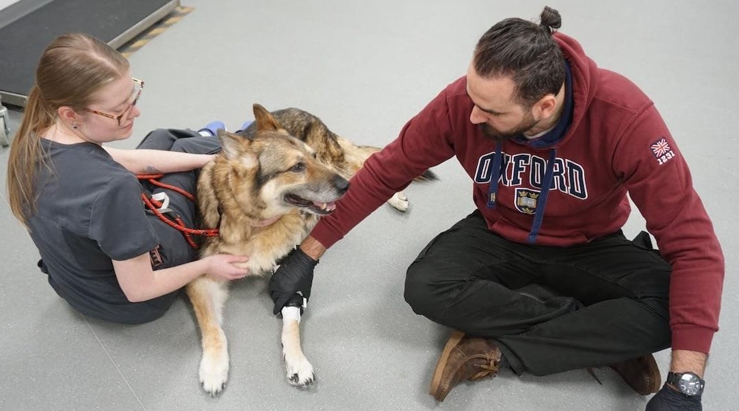 Giving Dogs Their Freedom Back: The Story Behind Pawionic