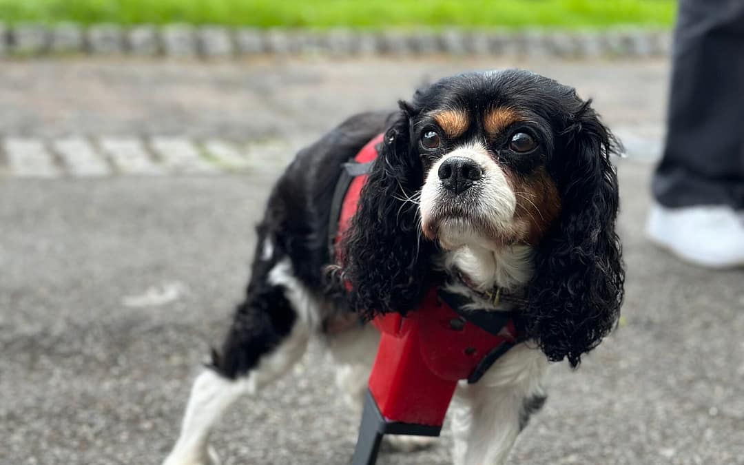 Custom prosthetic for dogs Custom prosthetics for animals Custom prosthetics for pets Veterinary specialist for custom canine prosthetics custom engineered prosthetics for dogs precision engineered prosthetics for dogs Best prosthetics and orthotics for animal Pawionic and Blaise referrals hospital https://www.blaise-referrals.com/