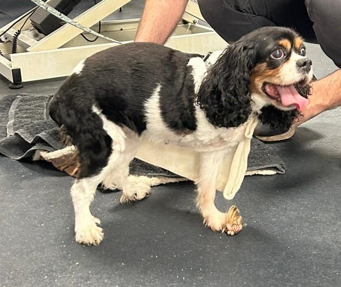 Review on the Carpal Hyperextension and progressive degeneration of carpal joint in amputated dogs. 