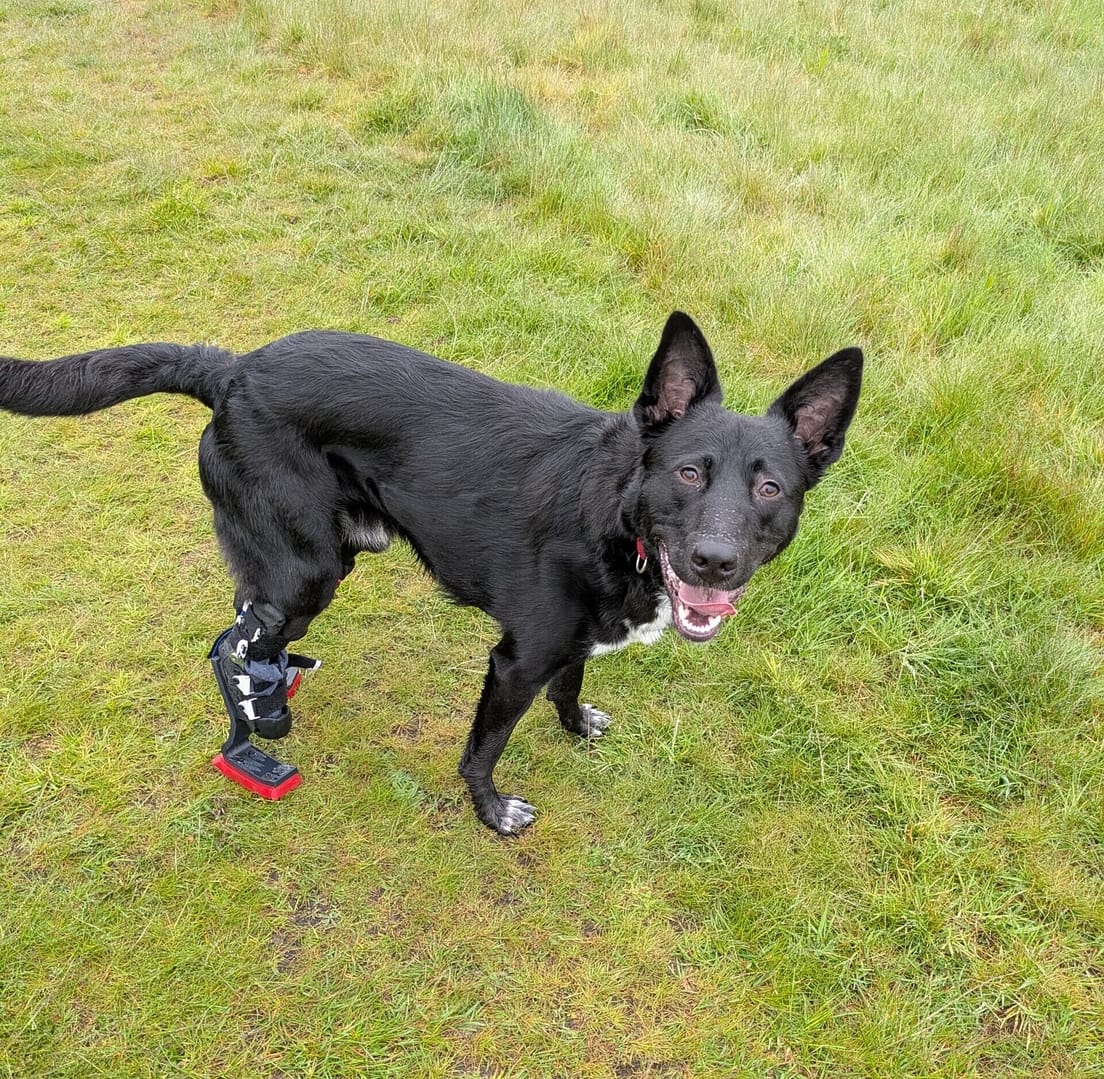 Custom prosthetic for dogs Custom prosthetics for animals Custom prosthetics for pets Veterinary specialist for custom canine prosthetics custom engineered prosthetics for dogs precision engineered prosthetics for dogs Best prosthetics and orthotics for animal Pawionic and Blaise referrals hospital https://www.blaise-referrals.com/