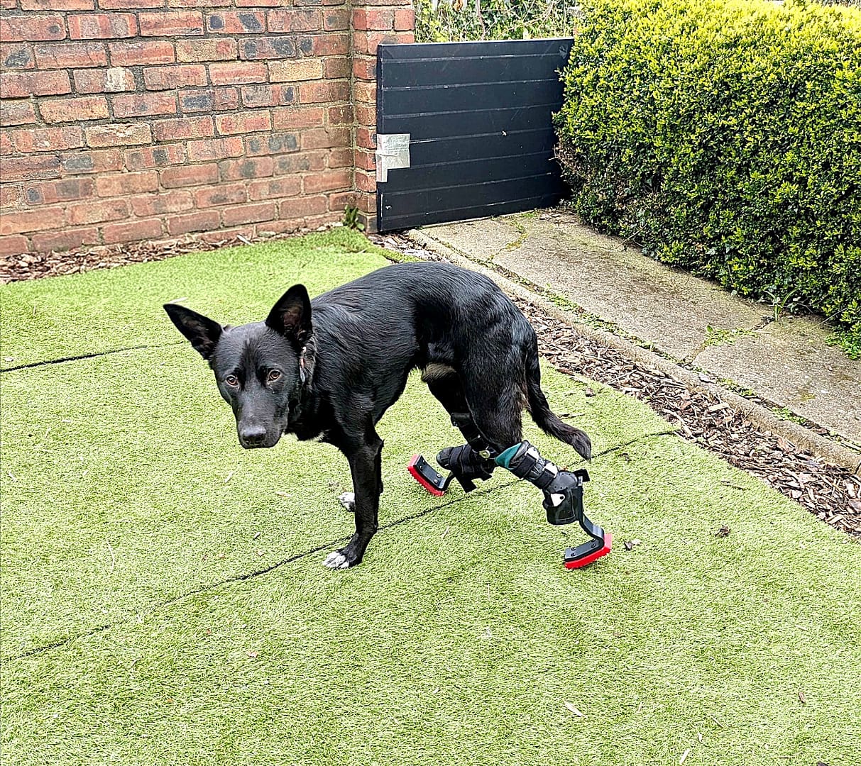 Custom prosthetic for dogs Custom prosthetics for animals Custom prosthetics for pets Veterinary specialist for custom canine prosthetics custom engineered prosthetics for dogs precision engineered prosthetics for dogs Best prosthetics and orthotics for animal Pawionic and Blaise referrals hospital https://www.blaise-referrals.com/