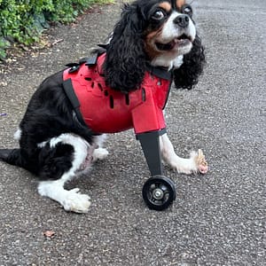 Custom prosthetic for dogs Custom prosthetics for animals Custom prosthetics for pets Veterinary specialist for custom canine prosthetics custom engineered prosthetics for dogs precision engineered prosthetics for dogs Best prosthetics and orthotics for animal Pawionic and Blaise referrals hospital https://www.blaise-referrals.com/