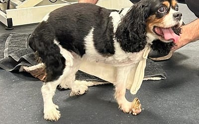 Review on the Carpal Hyperextension and progressive degeneration of carpal joint in amputated dogs.