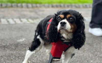 Revolutionizing Pet Care with Custom 3D-Printed Prosthetics – Pawionic