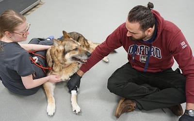 Giving Dogs Their Freedom Back: The Story Behind Pawionic