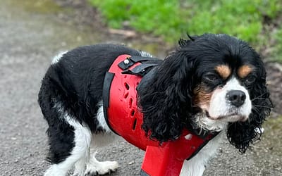 Revolutionizing Pet Care with Custom 3D-Printed Prosthetics – Pawionic