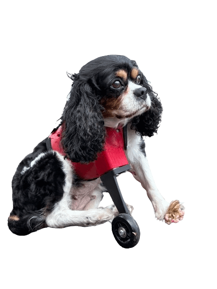 Custom dog prosthetic