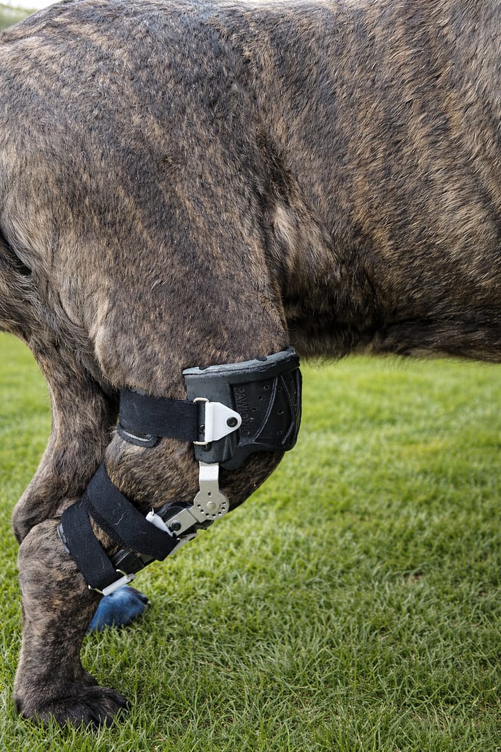 Custom stifle brace for dogs