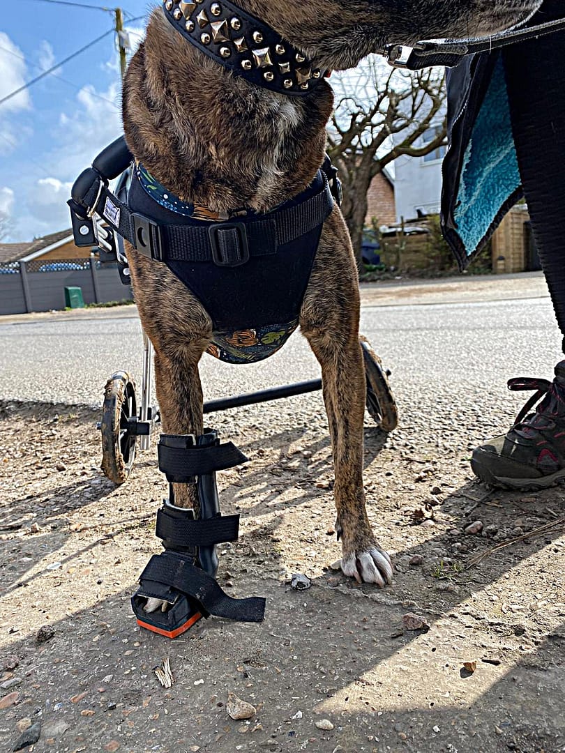 Custom dog brace