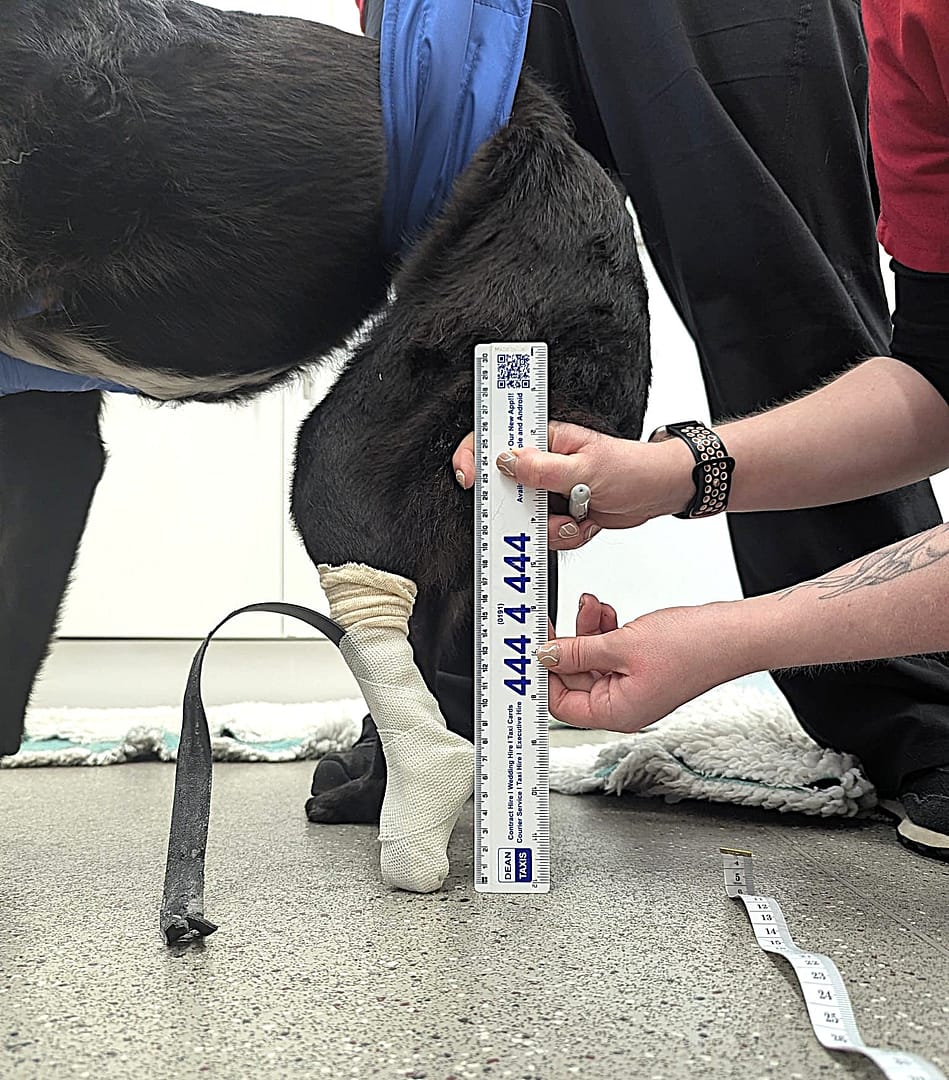 Custom prosthetic for dogs Custom prosthetics for animals Custom prosthetics for pets Veterinary specialist for custom canine prosthetics custom engineered prosthetics for dogs precision engineered prosthetics for dogs Best prosthetics and orthotics for animal Pawionic and Blaise referrals hospital https://www.blaise-referrals.com/