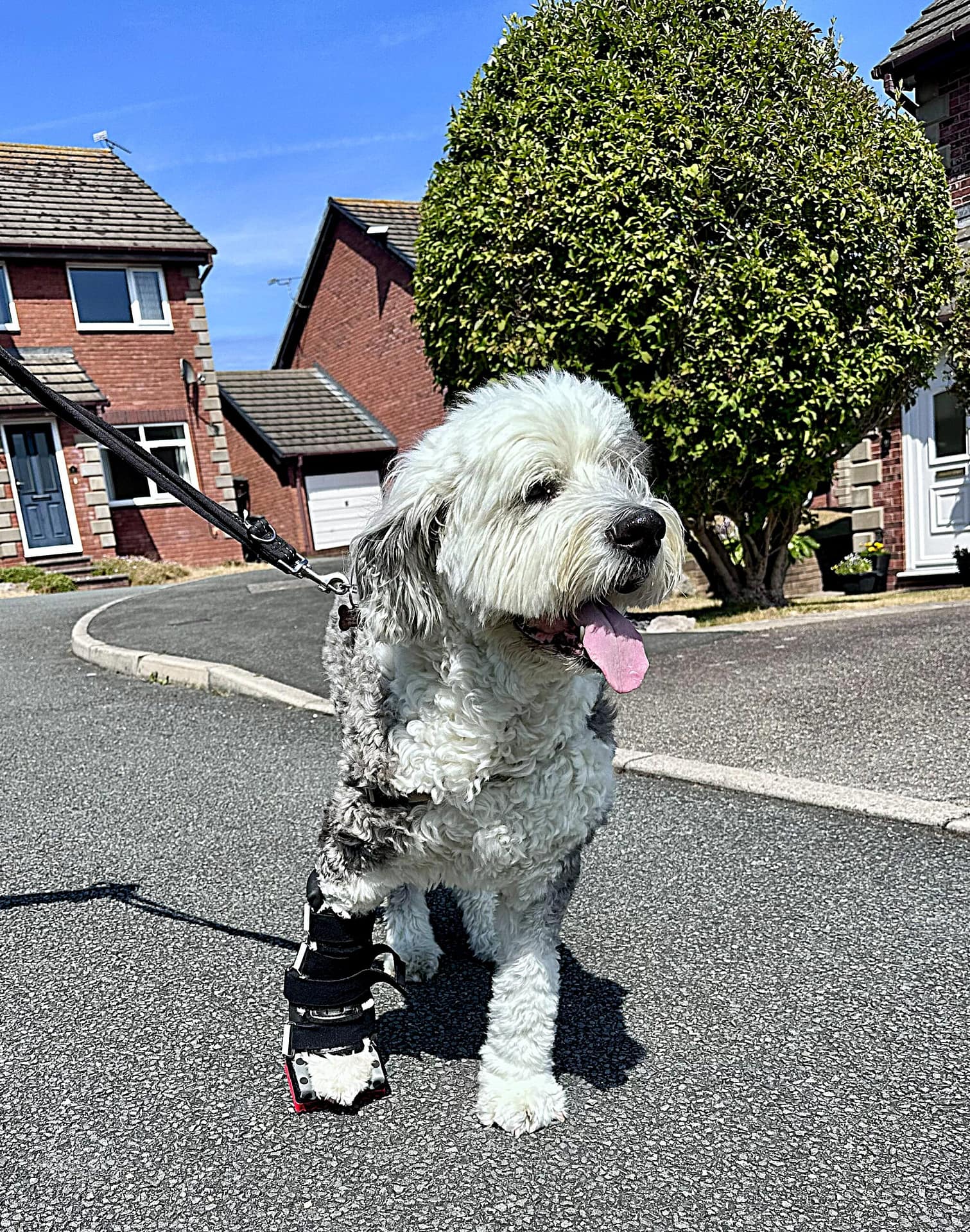 Dog Orthotic View 1