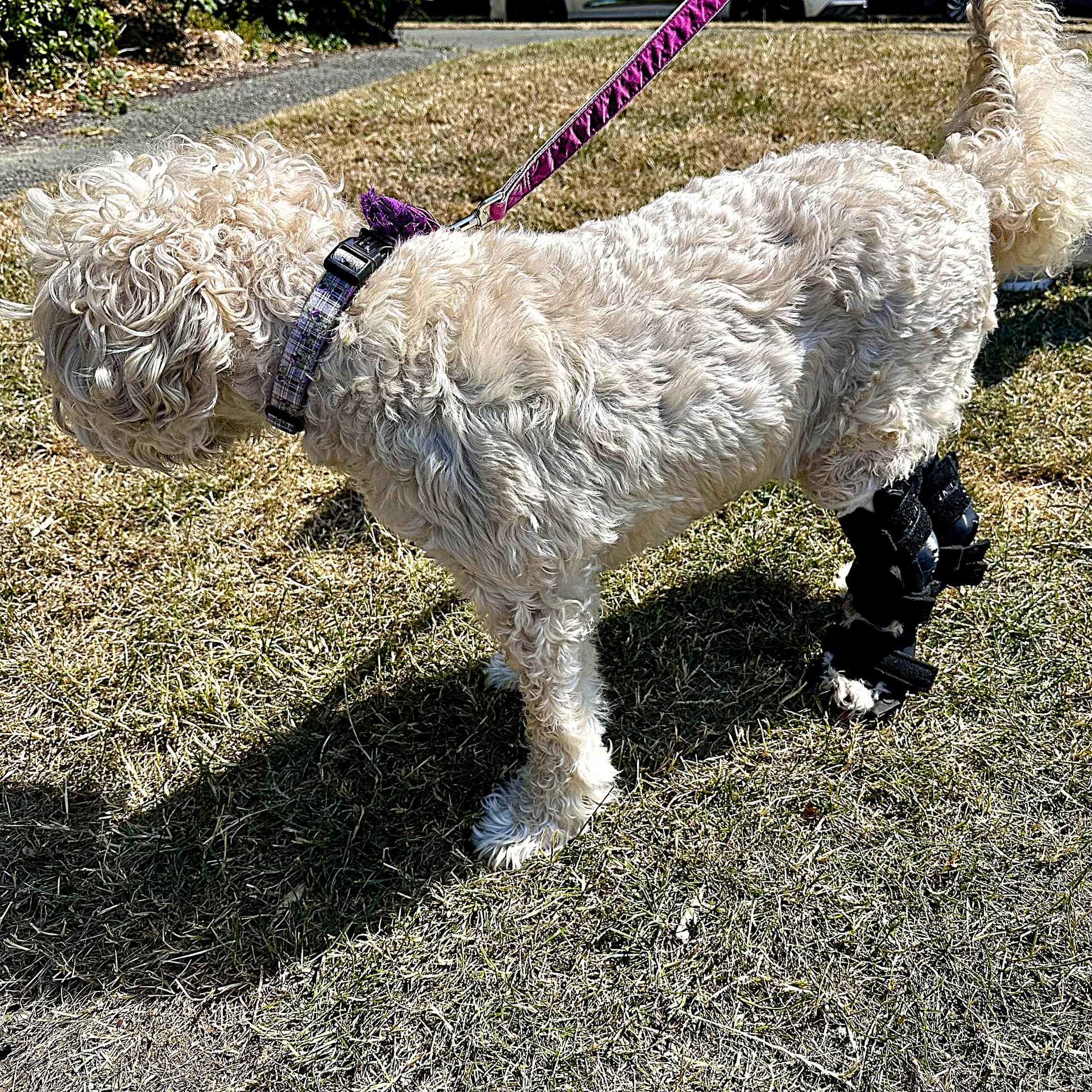 Dog Orthotic View 1
